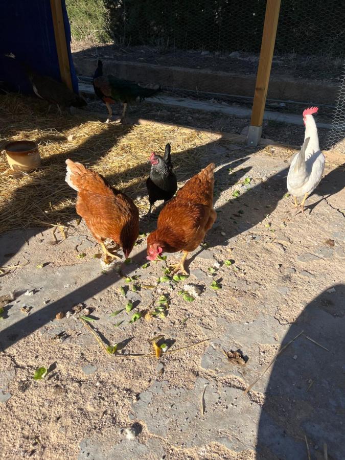 Casa Rural Finca Juanamare Yecla Eksteriør billede